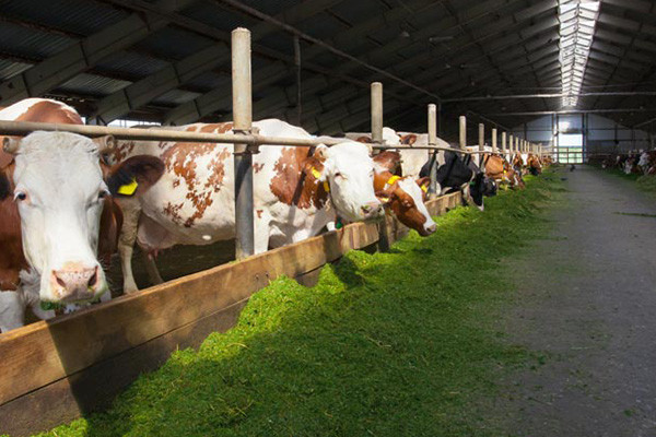 inside-a-farm-built-with-arkhon-polyurethane-panels